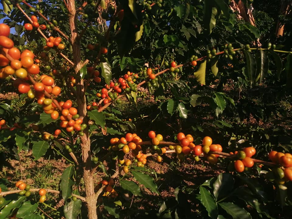 Paraiso 92. Café de Colombia - Image 3