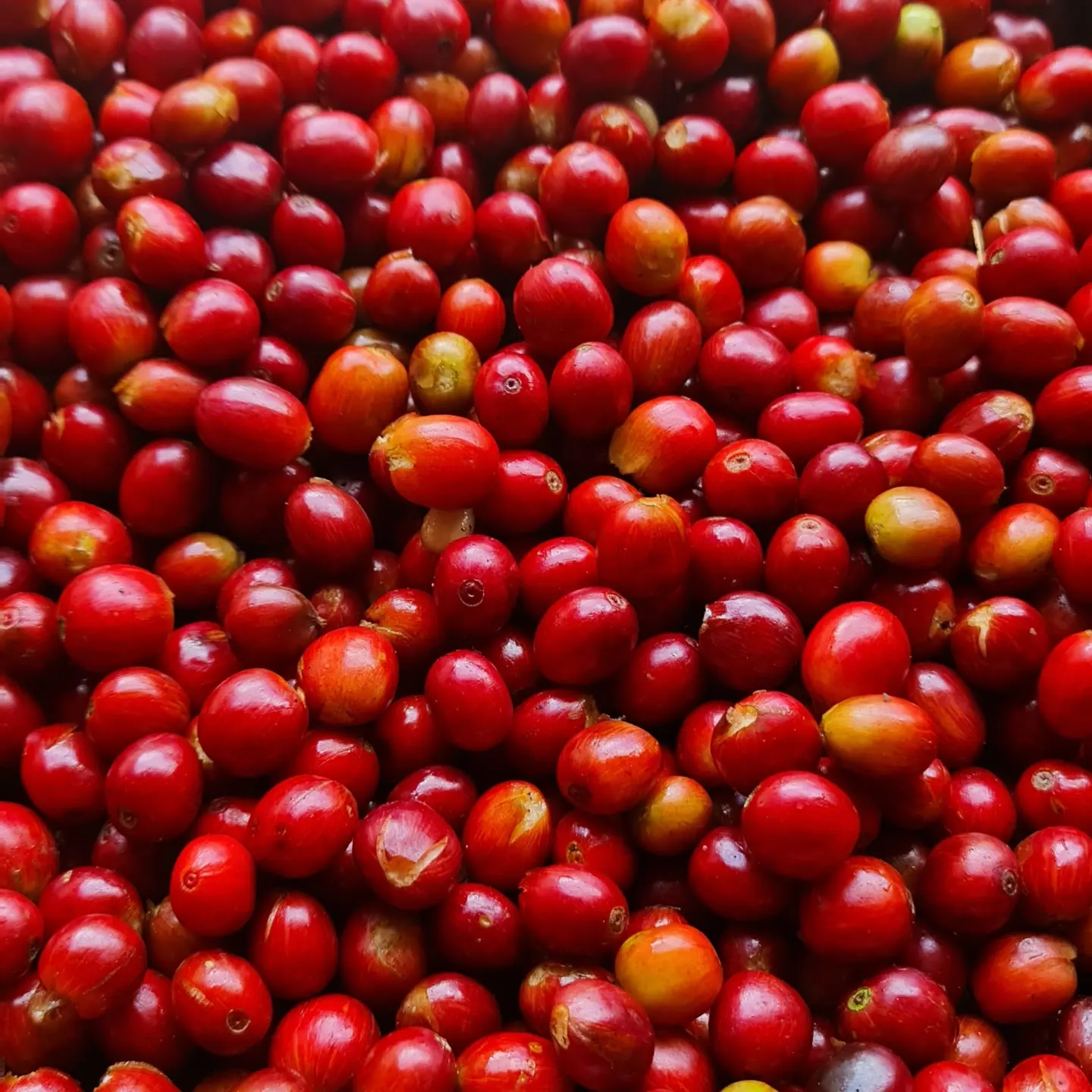 Paraiso 92. Café de Colombia - Image 2