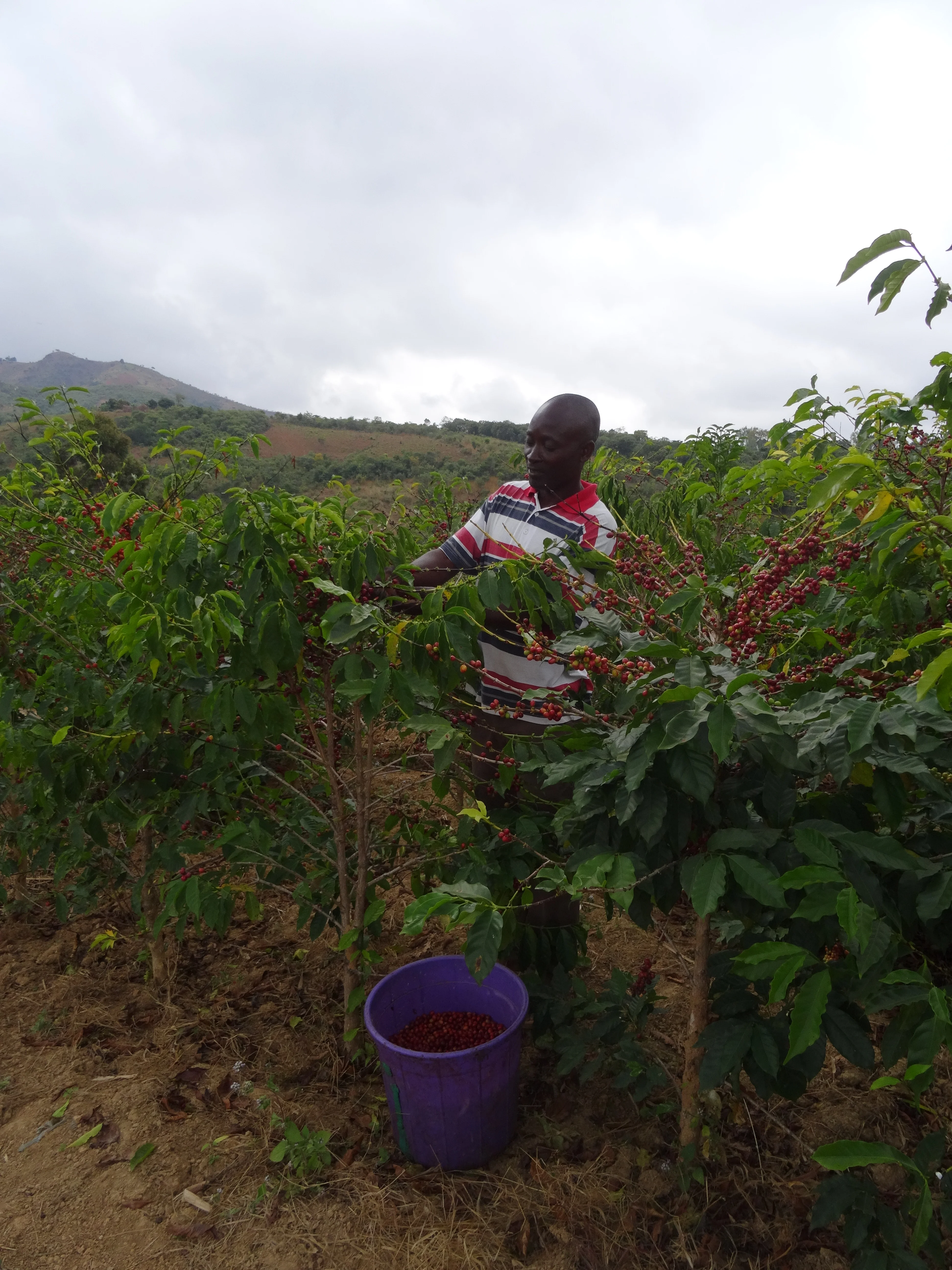 Phoka AAA.Café de Malawi - Image 3