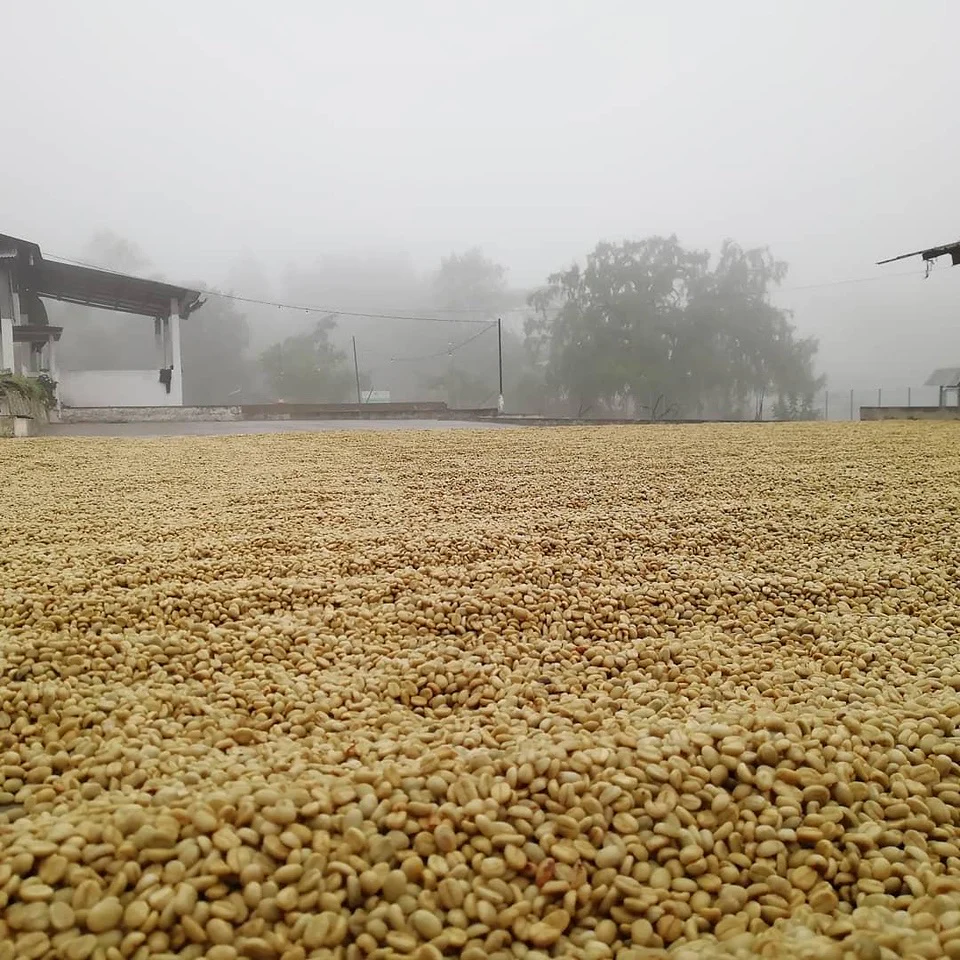 Piedra Azul Anaerobic . Cafe De Guatemala - Image 4