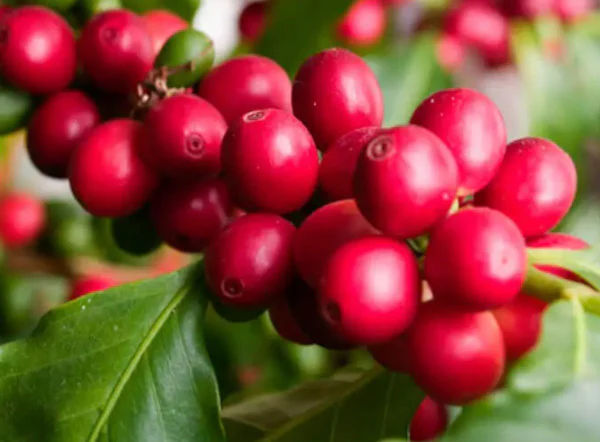 Red Plum. Café de Colombia - Image 3