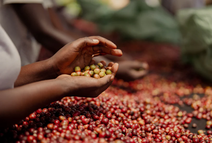 Rugali. Café de Ruanda - Image 2