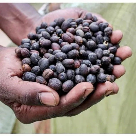 Rwenzori. Café de Uganda - Image 2