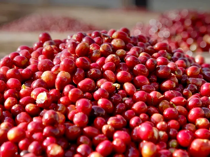 Rwenzori. Café de Uganda - Image 3