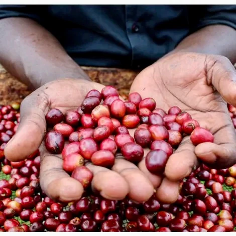 Rwenzori. Café de Uganda - Image 4