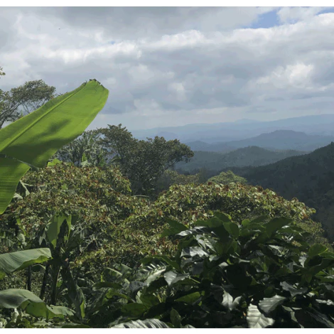 Samaria . Cafe De Nicaragua - Image 2