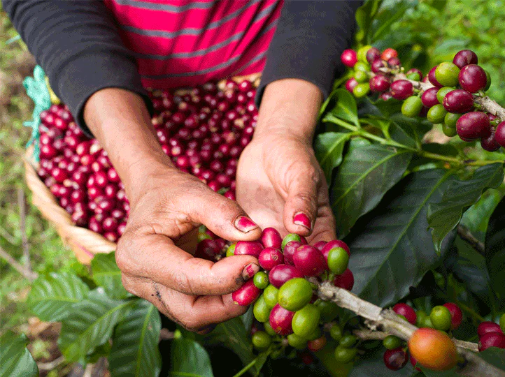 Samaria . Cafe De Nicaragua - Image 4