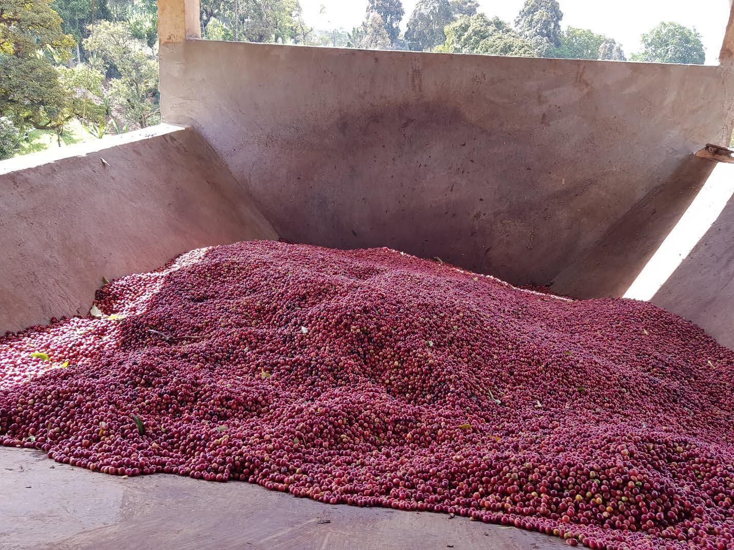 Samii Danche. Cafe de Etiopia - Image 3