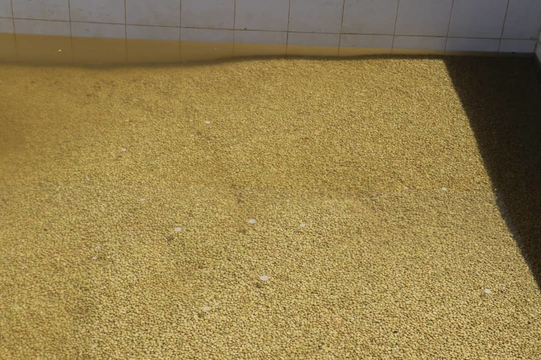 Samii Danche. Cafe de Etiopia - Image 4