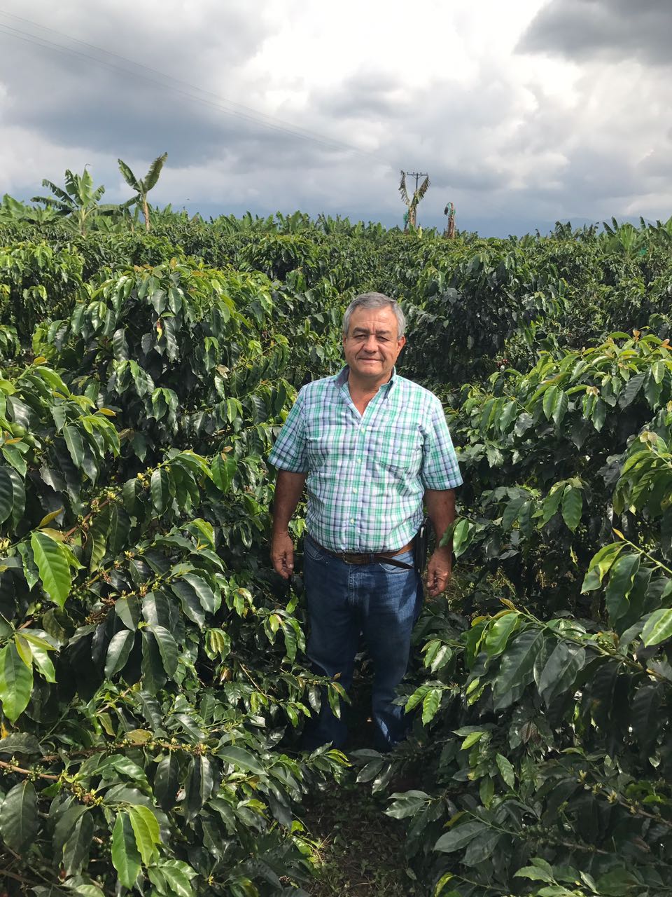 Santa Mónica. Café de Colombia - Image 2