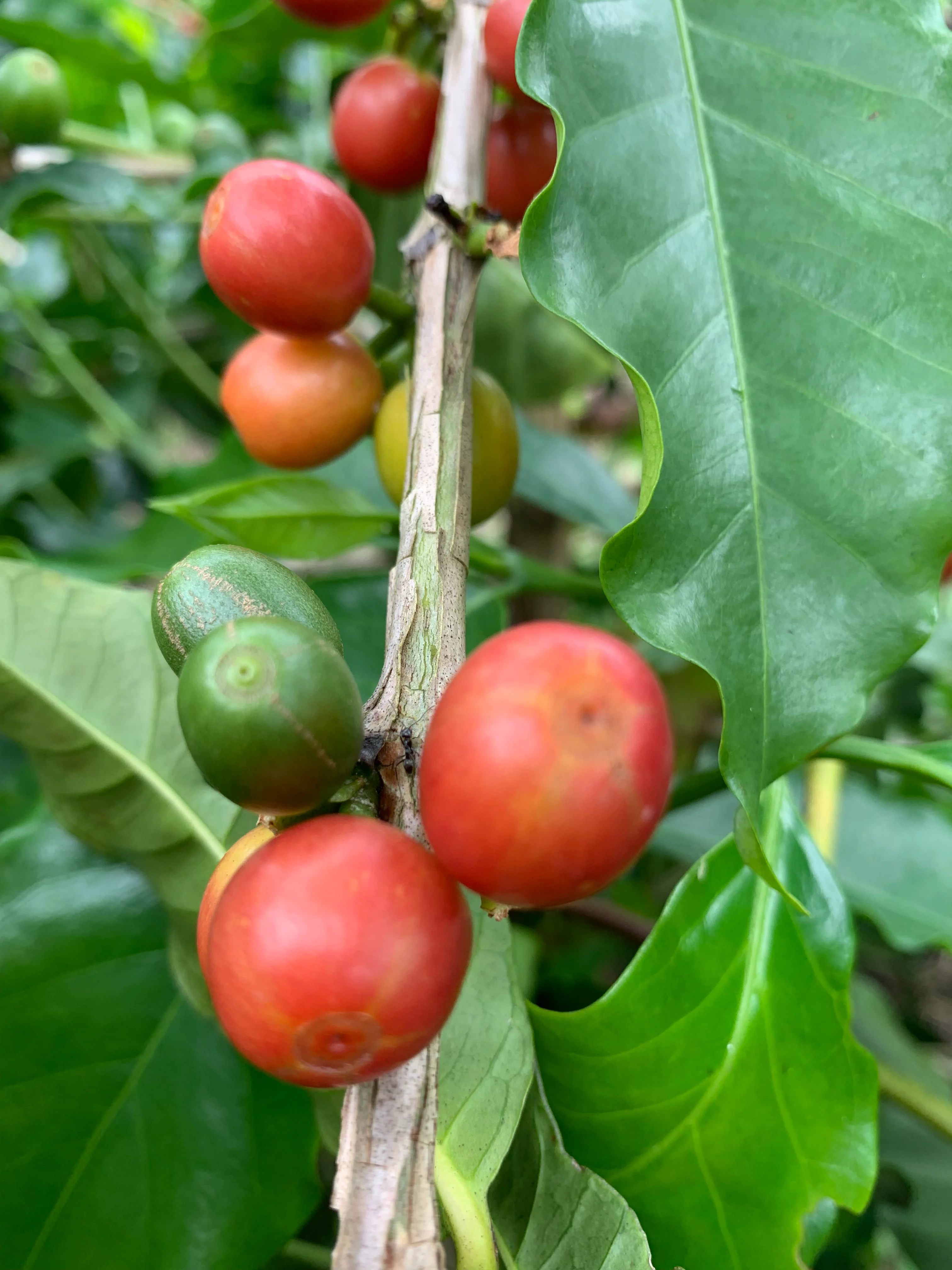 Santa Mónica. Café de Colombia - Image 3