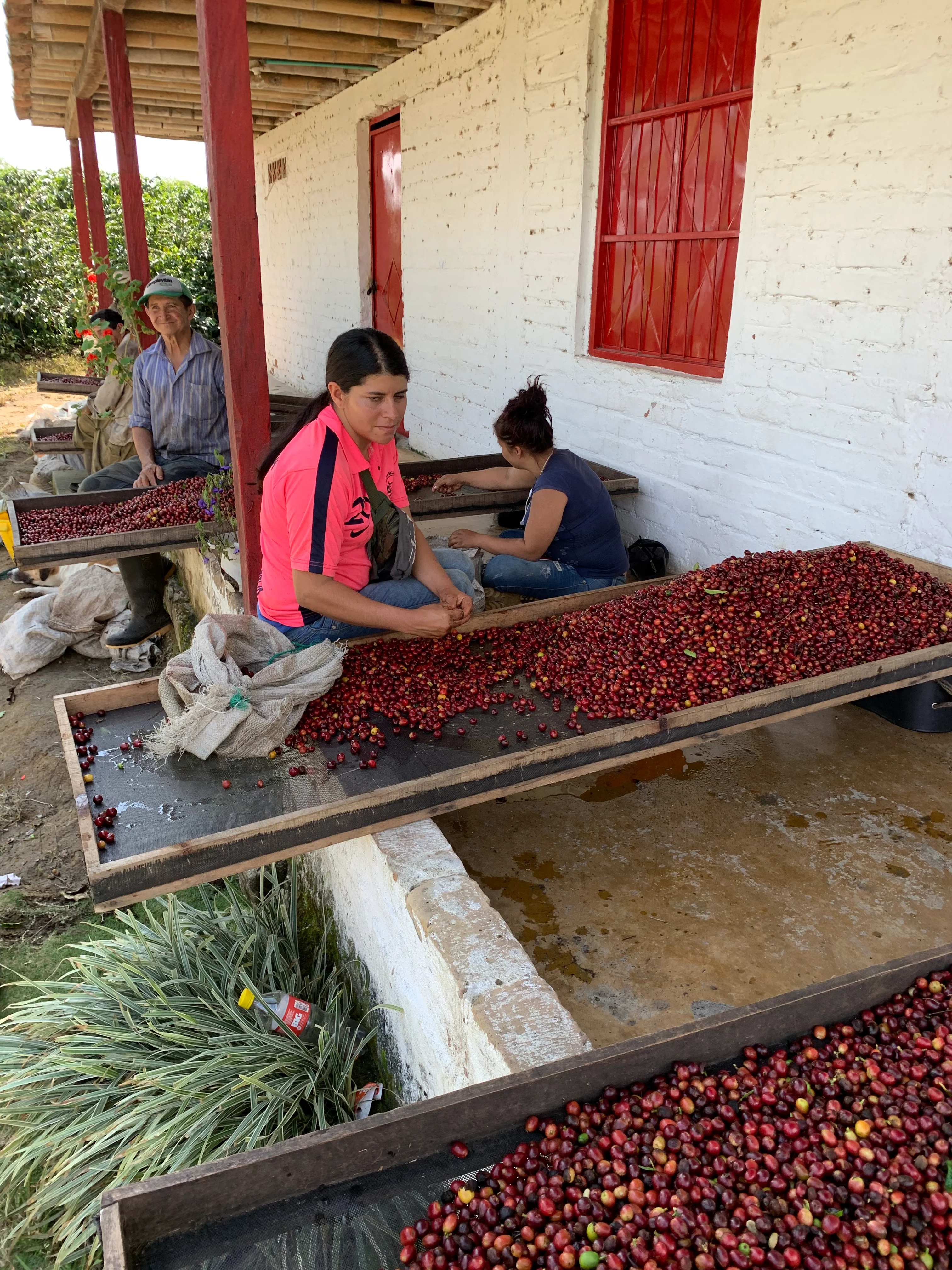 Santa Mónica. Café de Colombia - Image 4