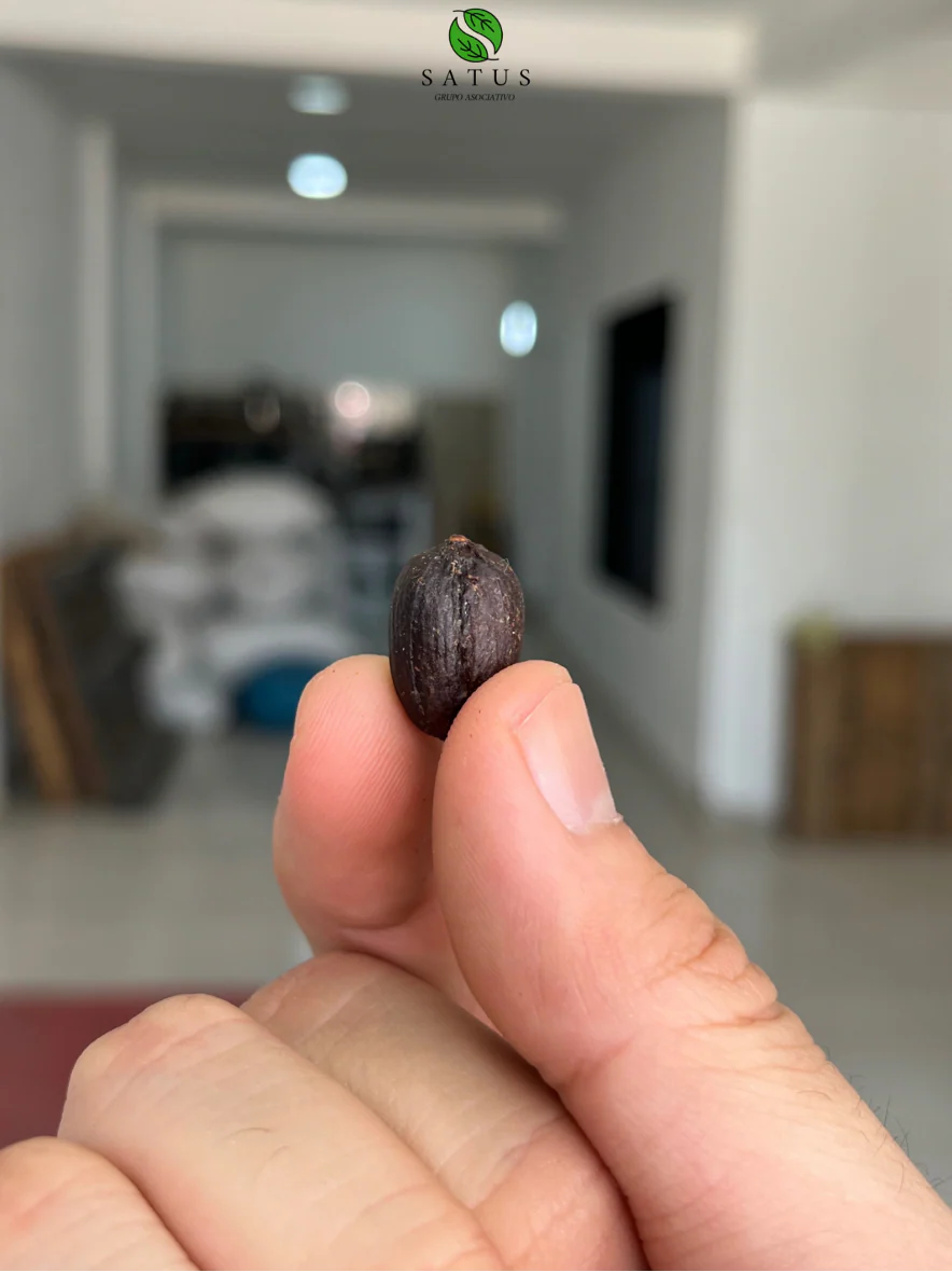 Satus Aji . Café de Colombia - Image 3