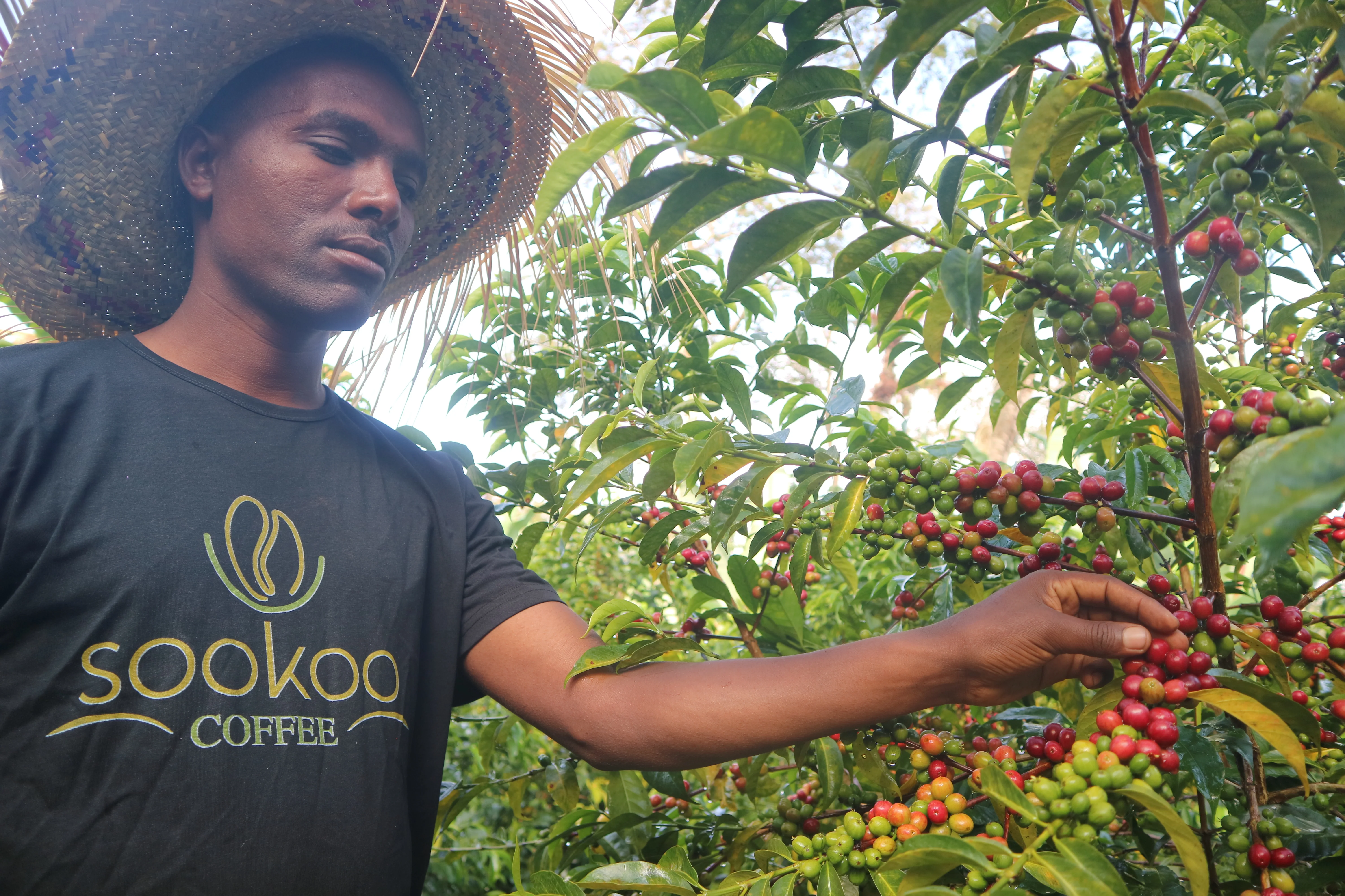 Sookoo. Cafe de Etiopia - Image 2