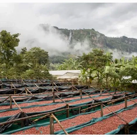 Tangwen Anaerobic. Café de Uganda - Image 2