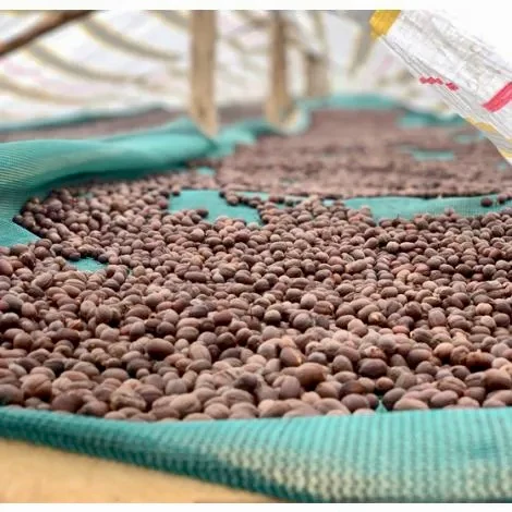 Tangwen Anaerobic. Café de Uganda - Image 3