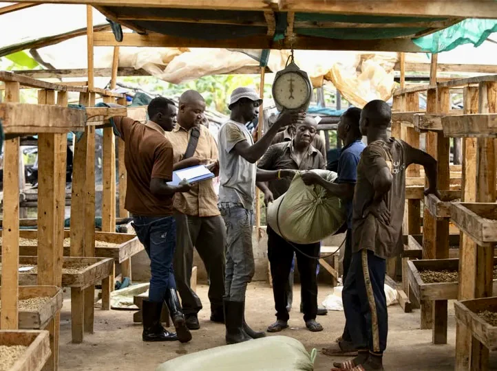 Tangwen Anaerobic. Café de Uganda - Image 4
