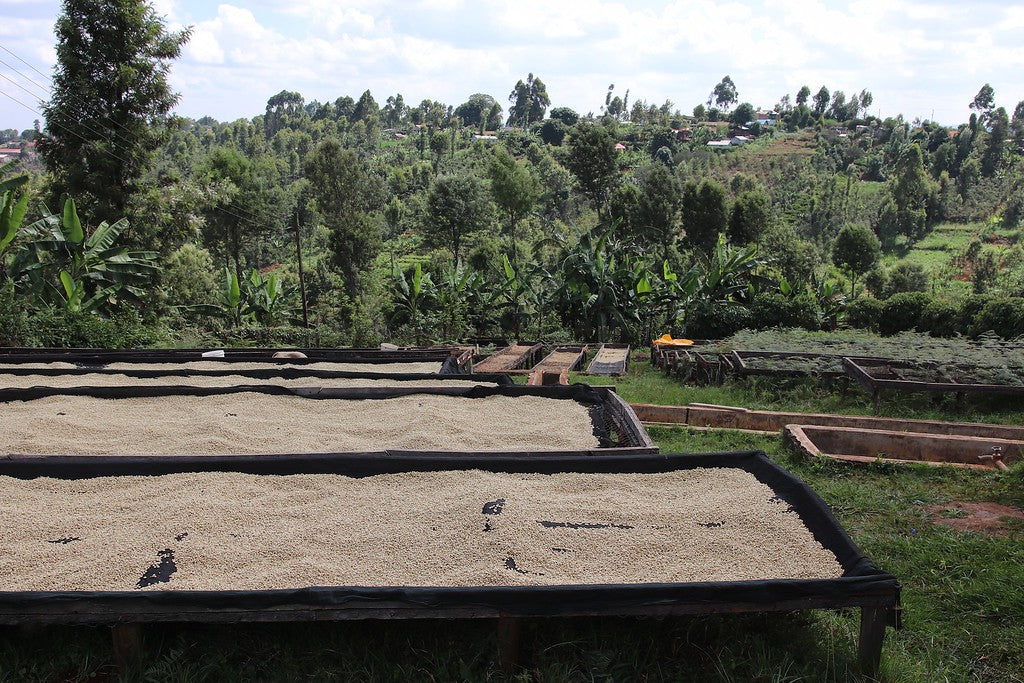 Tano Ndogo. Café de Kenia - Image 2