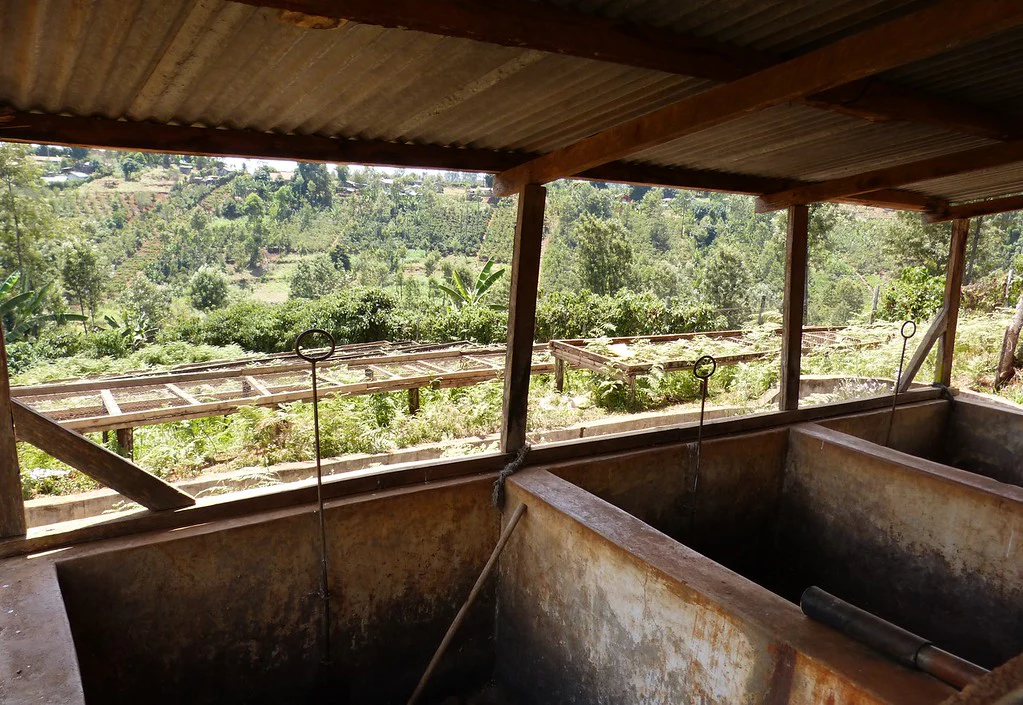 Tano Ndogo. Café de Kenia - Image 3