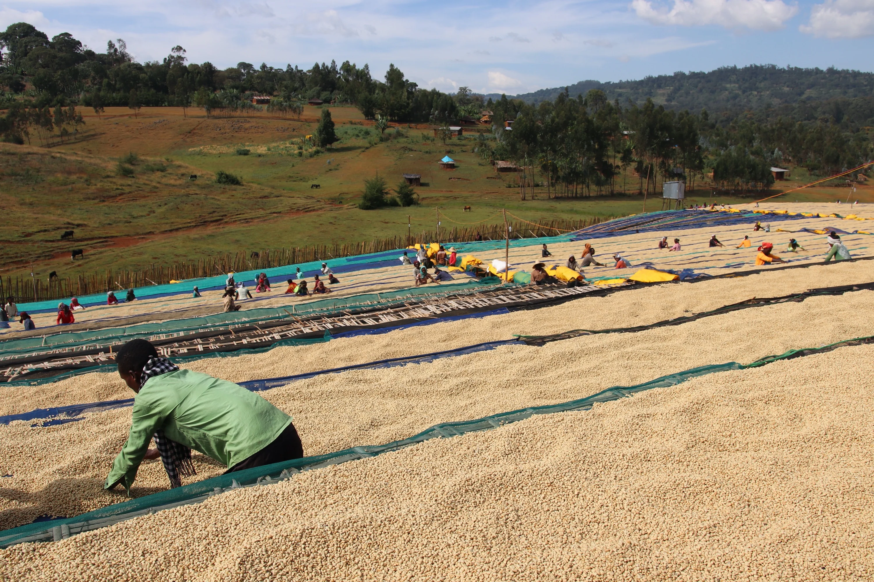 Uraga Raro Bekele. Café de Etiopía. - Image 4