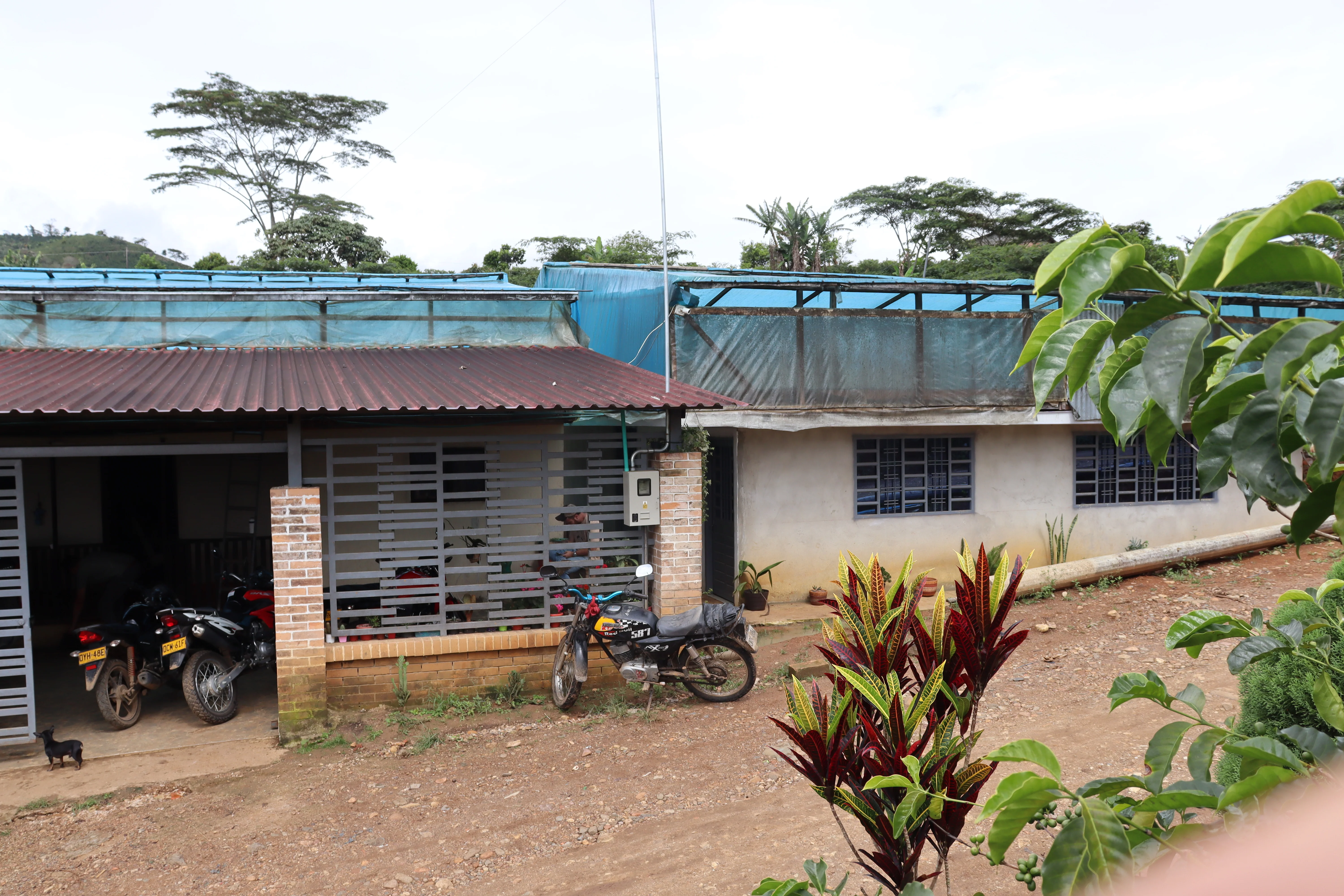 Villa Betulia. Café de Colombia - Image 3