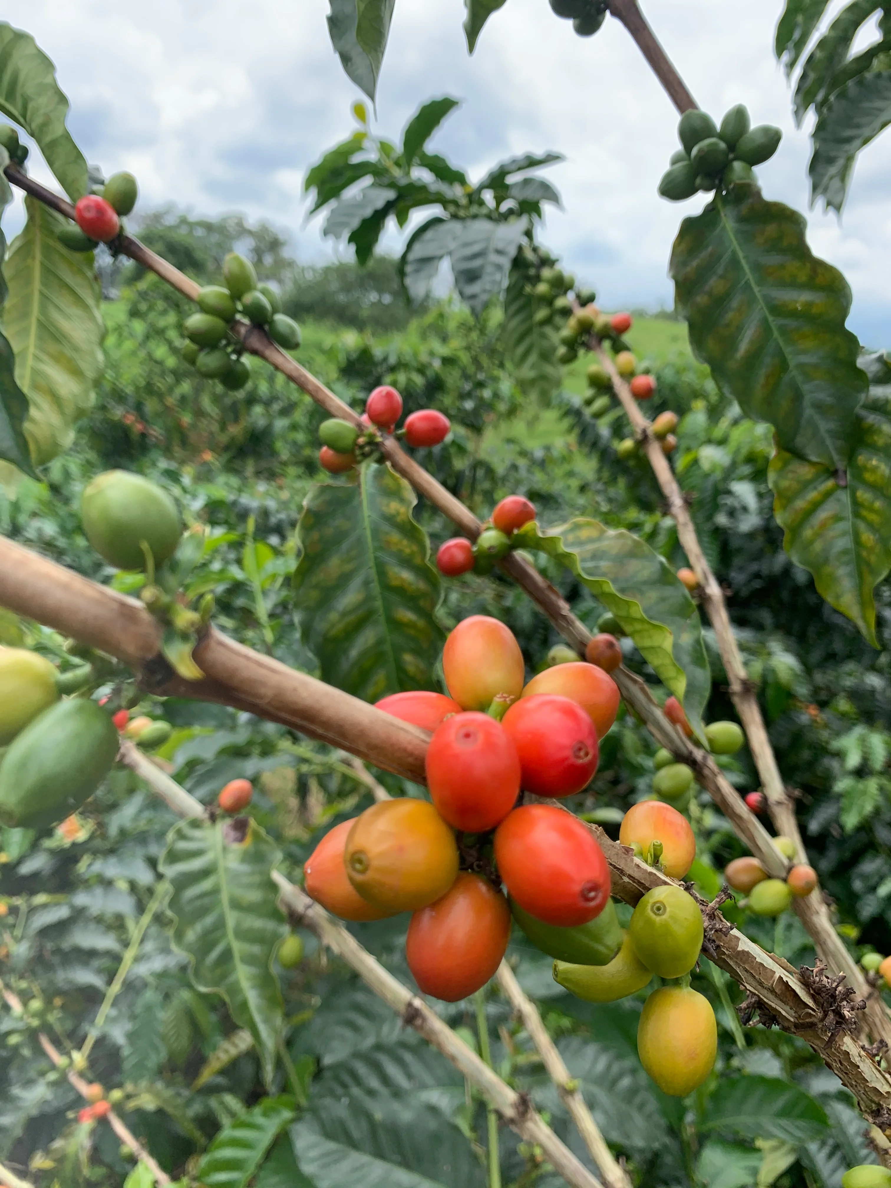 Villarazo. Maceración Carbónica. Café de Colombia - Image 2