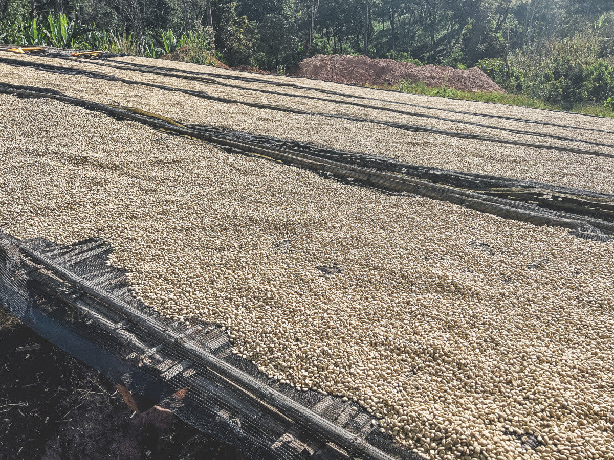 Weesii. Cafe de Etiopia - Image 2
