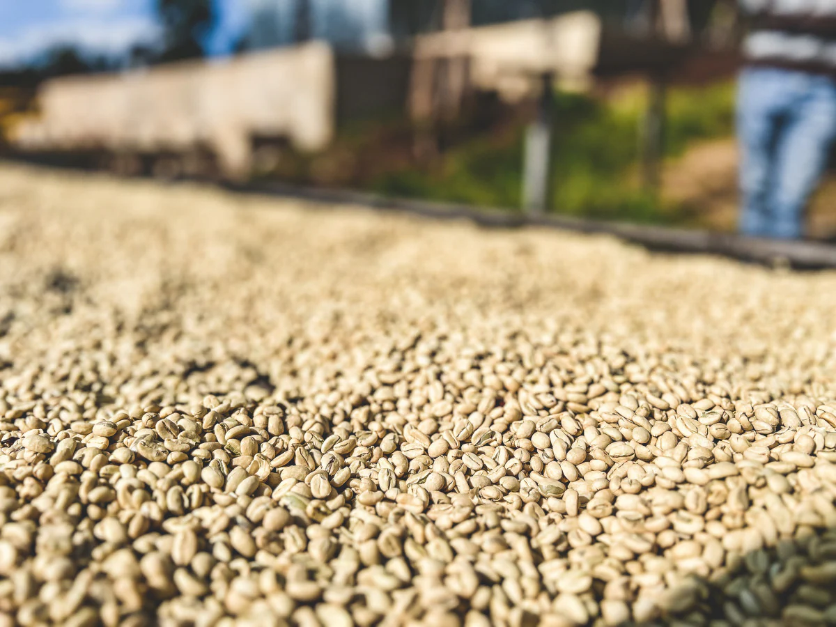 Weesii. Cafe de Etiopia - Image 3