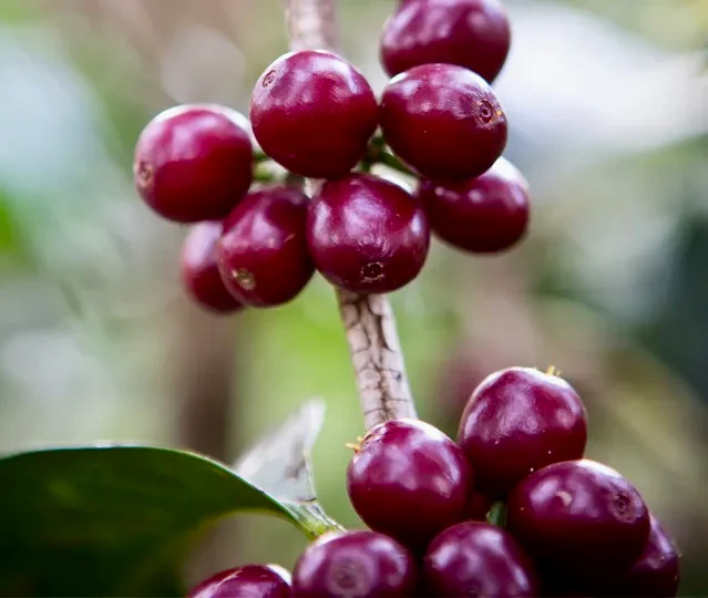 Wubanchi Súpernatural . Café de Etiopía - Image 3