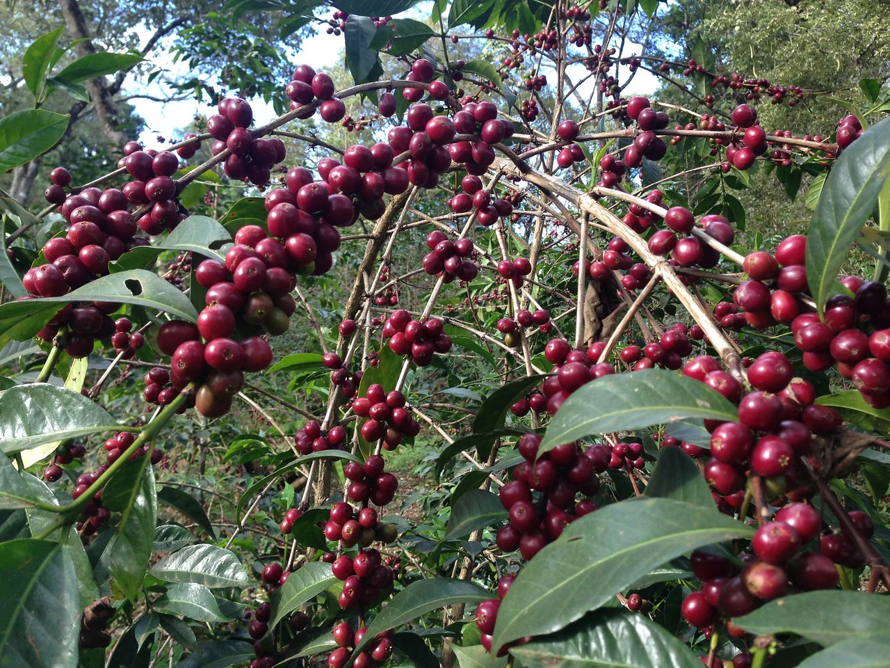 Wush Wush MC. Cafe de Etiopia - Image 2