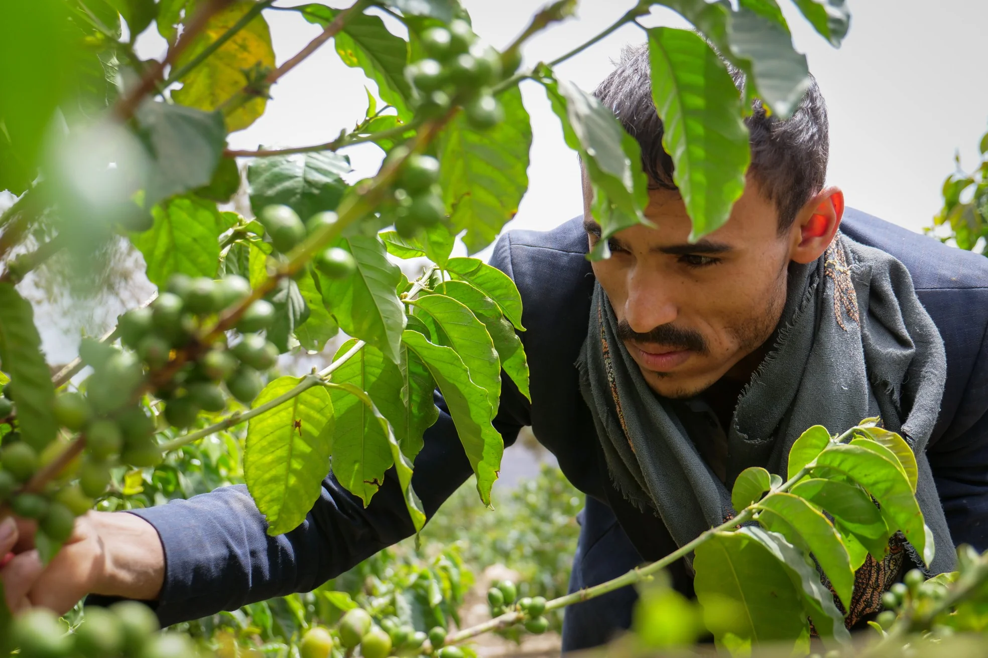Yemenia. El descubrimiento de café del siglo - Image 4