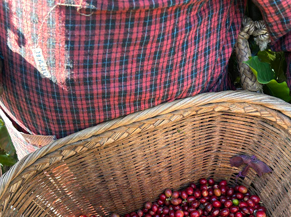 Yirong Estate. Natural. Café de China - Image 3