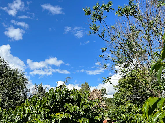 Yirong Estate. Honey. Café de China - Image 2